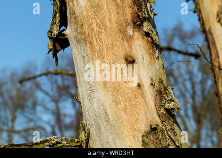 Wald tot Klimawandel toter Baum mit gehobelten Rinde und Wurmlöcher. Worm Spuren vor blauem Himmel Stockfoto