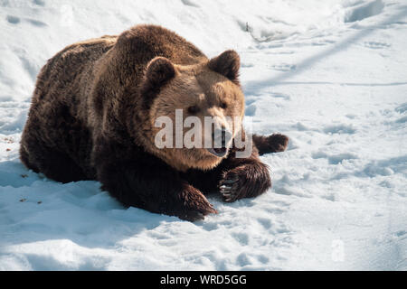 Eurasischer Braunbär (Ursus arctos arctos) ruht auf dem verschneiten Boden in der Wildnis der österreichischen Alpenregion Stockfoto
