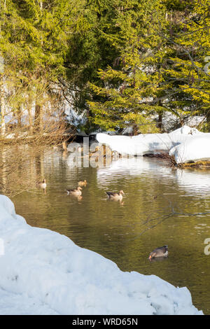 Graugänse die Teilnahme an der wissenschaftlichen Studien der Konrad Lorenz Forschungsstelle (KLF) Schwimmen im Alm River in der Nähe von grünau, Oberösterreich Stockfoto