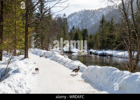 Graugänse die Teilnahme an den Studien der Konrad Lorenz Forschungsstelle (KLF) zu Fuß auf einem Trail entlang der Alm River in der Nähe von grünau, OÖ, Österreich Stockfoto