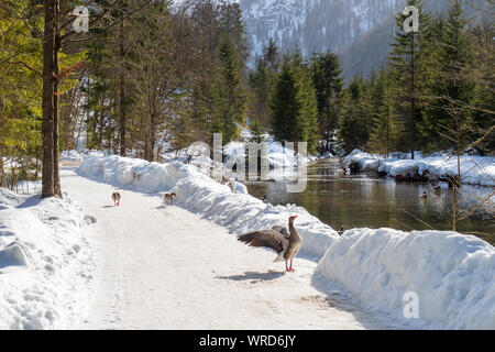 Graugänse die Teilnahme an den Studien der Konrad Lorenz Forschungsstelle (KLF) zu Fuß auf einem Trail entlang der Alm River in der Nähe von grünau, OÖ, Österreich Stockfoto