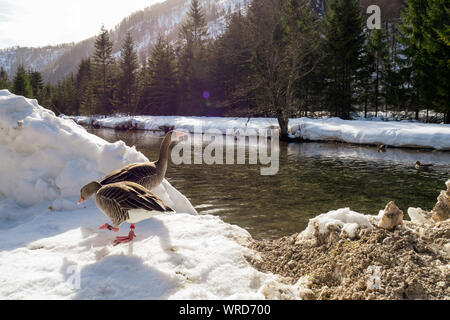 Graugänse die Teilnahme an der wissenschaftlichen Studien der Konrad Lorenz Forschungsstelle (KLF) bei der Bank des Alm River in der Nähe von grünau, Österreich Stockfoto