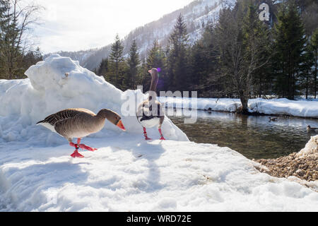 Graugänse die Teilnahme an der wissenschaftlichen Studien der Konrad Lorenz Forschungsstelle (KLF) bei der Bank des Alm River in der Nähe von grünau, Österreich Stockfoto