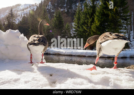 Graugänse die Teilnahme an der wissenschaftlichen Studien der Konrad Lorenz Forschungsstelle (KLF) bei der Bank des Alm River in der Nähe von grünau, Österreich Stockfoto