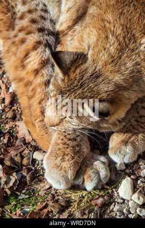 Hohe Betrachtungswinkel eines Eurasischen Luchs genießen Sie die warmen Sonnenstrahlen an einem kalten Wintertag irgendwo in der Wildnis der Österreichischen Alpen Stockfoto