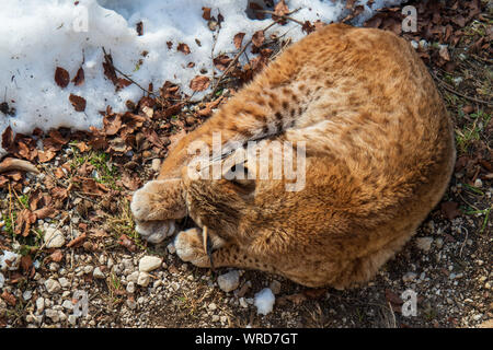 Hohe Betrachtungswinkel eines Eurasischen Luchs genießen Sie die warmen Sonnenstrahlen an einem kalten Wintertag irgendwo in der Wildnis der Österreichischen Alpen Stockfoto