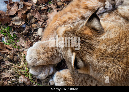 Hohe Betrachtungswinkel eines Eurasischen Luchs genießen Sie die warmen Sonnenstrahlen an einem kalten Wintertag irgendwo in der Wildnis der Österreichischen Alpen Stockfoto