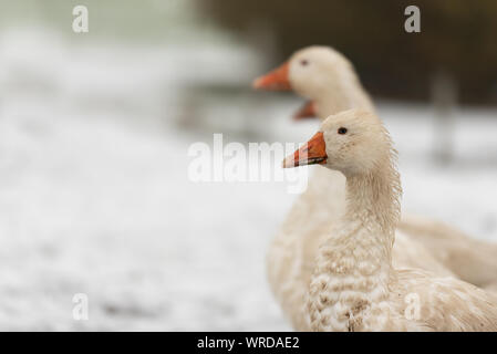 Viele weiße Gänse auf einem weißen Wiese im Winter bei Schnee. Tiere gemästet für Weihnachten braten Stockfoto