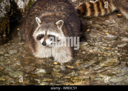 Waschbär mit schönen Gesichtsmaske zu Fuß durch einen Bach und stehen im kalten Wasser Stockfoto