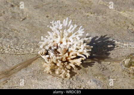 Korallen auf Lady Elliot Island Stockfoto