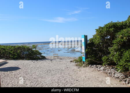 Lady Elliot Island Stockfoto