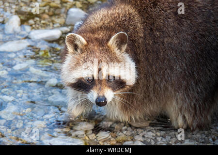 Waschbär mit schönen Gesichtsmaske zu Fuß durch einen Bach und stehen im kalten Wasser Stockfoto