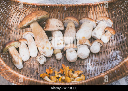 Korb mit Boletus edulis Pilze frisch gepflückt - Rohkost und gesunden Lebensstil Stockfoto