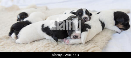 Jack Russell Terrier Welpen Hunde 12 Tage alt. Ein Wurf doggys liegen nebeneinander und Schlafen. Stockfoto