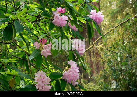 CA 03506-00 ... Kalifornien - Native Rhododendren blühen unter den riesigen Redwood Bäumen entlang der Straße zum Stout Grove Parkplatz in Jedediah Smith Stockfoto