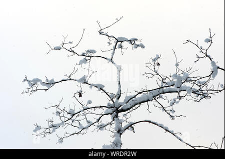 Schweden - Winter, Kältesten, Jahreszeit, Regionen, Einfrieren, Temperaturen, Eis, Schnee Stockfoto