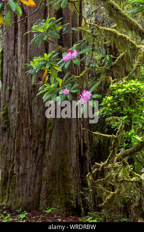 CA 03508-00 ... Kalifornien - Native Rhododendren blühen unter den riesigen Redwood Bäumen entlang der Straße zum Stout Grove Parkplatz in Jedediah Smith Stockfoto