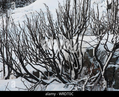 Schweden - Winter, Kältesten, Jahreszeit, Regionen, Einfrieren, Temperaturen, Eis, Schnee Stockfoto