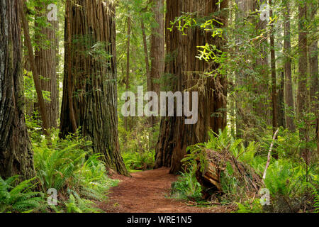 CA 03522-00 ... Kalifornien - Prairie Creek Trail durch den Redwood Forest im Prairie Creek Redwoods State Park. Stockfoto