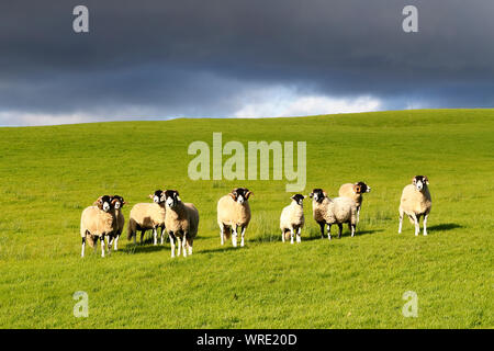 Swaledale Schafe in den Yorkshire Dales über ein heftiger Platzregen Regen mit Regen Wolken overhead zu ertragen, September 2019 Stockfoto