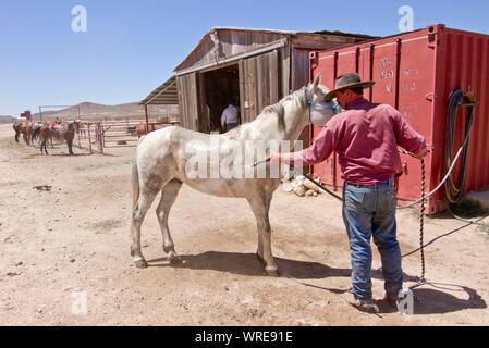 Cowboy Waschen und Kühlen sein Pferd am Ende eines Arbeitstages verbrachte Aufrunden Rinder auf einer West Texas Ranch. Stockfoto