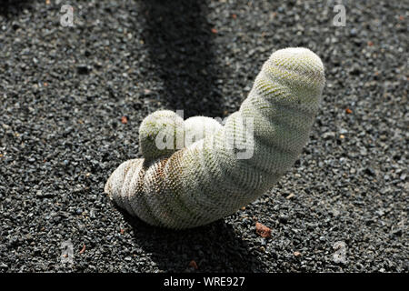 Jardin de Cactus (Mammillaria haageana). Lanzarote, Kanarische Inseln. Spanien Stockfoto