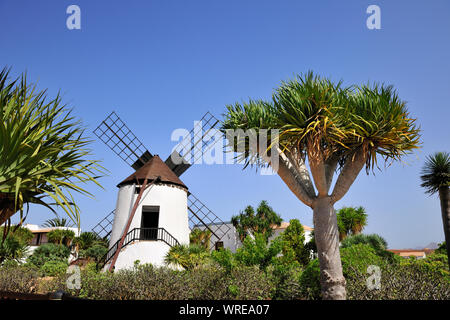 Windmühle in Antigua. Fuerteventura, Kanarische Inseln. Spanien Stockfoto