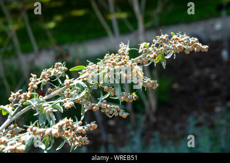 Blühender Zweig des Strauch Absinth, Wermut oder Artemisia Absinthium Stockfoto