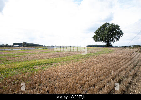 Wigginton Flugplatz in Hertfordshire Sept 10, 2019 Stockfoto