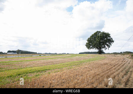 Wigginton Flugplatz in Hertfordshire Sept 10, 2019 Stockfoto