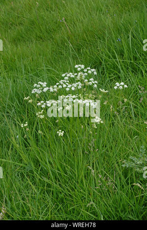 Pignut (Conopodium majus) eine kleine umbellifer Blüte in der Kreide dwnland Grasland, Berkshire, Mai Stockfoto