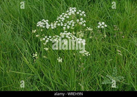 Pignut (Conopodium majus) eine kleine umbellifer Blüte in der Kreide dwnland Grasland, Berkshire, Mai Stockfoto