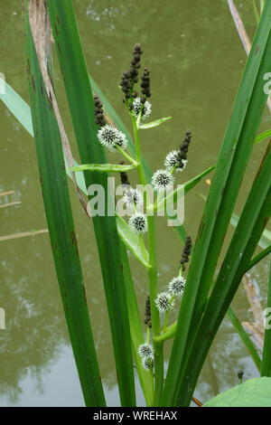 Verzweigte bur - Reed (Sparganium erectum) Männliche und weibliche Blüten unterhalb der seitlichen verzweigte Stängel, canal Bank, Berkshire, Juni Stockfoto