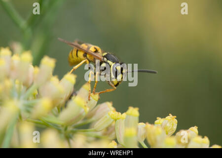 Deutsche Wespe (Vespula germanica) ernähren sich von Nektar aus Fenchel Blumen, Berkshire, August Stockfoto