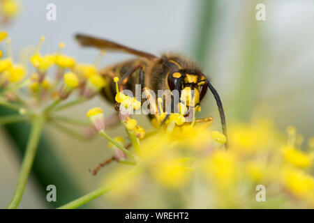 Die mittlere Wespe (Dolichovespula media) ernähren sich von Nektar aus Fenchel Blumen, Berkshire, August Stockfoto