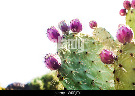 Feigenkakteen mit Obst auf weißem Hintergrund Stockfoto