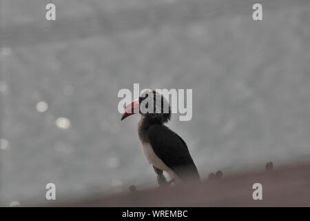 Gekrönt Nashornvogel (Tockus alboterminatus) an Naturen, die Landung, Kenton-on-Sea, Eastern Cape, Südafrika Stockfoto