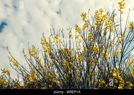 Schöne gelbe Bush mit Blumen als spanischer Besen an einem bewölkten Sommertag in Sithonia Griechenland selektiven Fokus bekannt Stockfoto