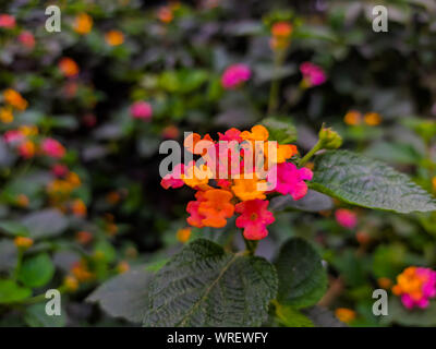 Lantana verschiedenen Farben blühen im Garten mit grünen Blätter Stockfoto