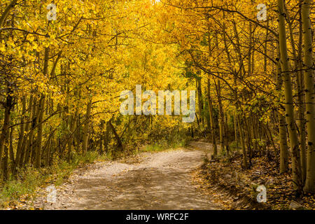 Herbst Trail - ein sonniger Herbstnachmittag Ansicht eines remote Mountain Trail windet sich durch ein dichtes Aspen Grove. Colorado, USA. Stockfoto