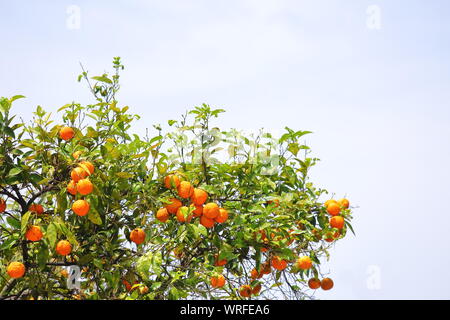 Orange Tree in Orange Bäume Garten Giardino degli Aranci Rom Italien Stockfoto