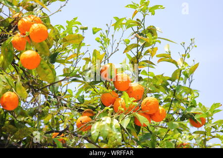 Orange Tree in Orange Bäume Garten Giardino degli Aranci Rom Italien Stockfoto