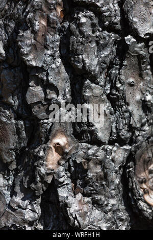 Schwarze Rinde eines Burnt Pine Tree Trunk nach einem Waldbrand auf La Palma, Spanien. Stockfoto