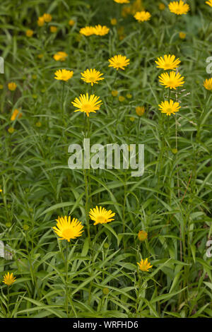 Weidenblättriges Ochsenauge, Rindsauge, Weidenblättriges Rindsauge, Gold-Margerite, Weidenblatt-Ochsenauge, Goldmargerite, Buphthalmum Salicifolium, Y Stockfoto