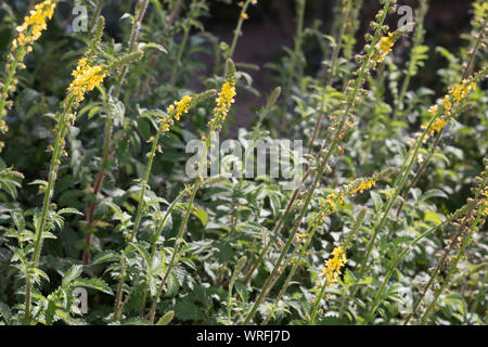 Odermennig, Kleiner Odermennig, Gewöhnlicher Odermennig, Gemeiner, Odermennig Agrimonia eupatoria, Agrimonia eupatorium, Agrimony, gemeinsame agrimony, ch Stockfoto