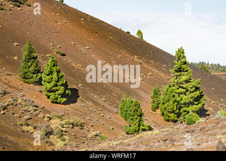 Bunte Bäume und rote Lava Landschaft entlang der Ruta de los Volcanes in La Palma, Spanien. Stockfoto