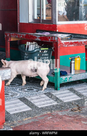 Manila, Philippinen - 5. März 2019: Calavite Straße in Salvacion Teil der Stadt. Lebende Ferkel ist von der Straße in Lechon Baboy Metzgerei lassen. Red s Stockfoto