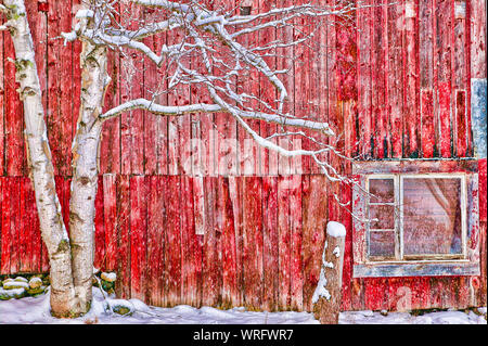 Baum vor einer roten verwitterten Scheune, Stowe, Vermont, USA Stockfoto