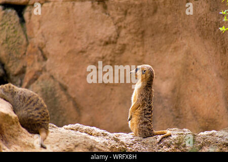 Gruppe von Erdmännchen oder Erdmännchen (Suricata suricatta) steht auf Rock sich Wache zu halten. Eine Gruppe suricata, aufrecht stehende, wachsam, Afrika, 2019. Stockfoto
