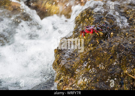 Ein roter Rock Crab sitzen in der Brandung an der Playa de La Salemera mit hohen Wellen im Osten von La Palma, Spanien in der Nähe von Mazo Stockfoto